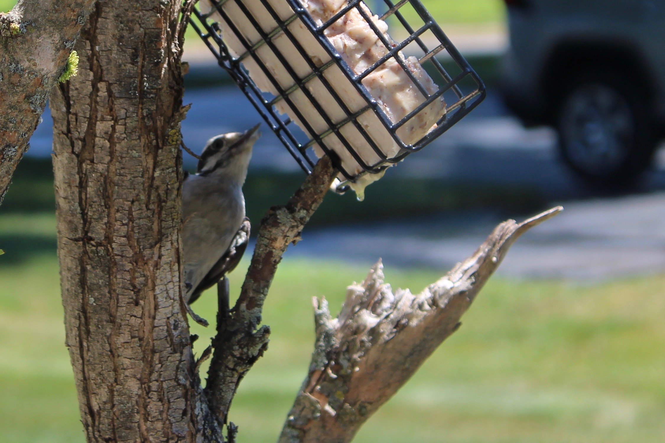 Downy Woodpecker with Suet